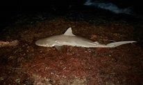 Asesinan a tiburón en peligro de extinción y a sus crías; las sacan de ...