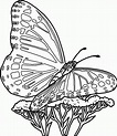 Free Printable Butterfly Coloring Pages For Kids