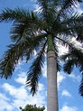 Identifying Common Palms | Naples Botanical Garden