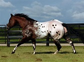 Sweetwater Farms breeders of Quality Appaloosa Horses since 1979 ...