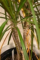 Why Dragon Tree Leaves Turn Yellow: A Closer Look - Garden For Indoor
