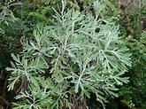 Wormwood & One Of The Best Known Of Medicinal Herbs