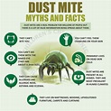 What are Dust Mites? - Dr. Ankit Parakh