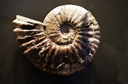⊛ Amonites ⊛ Fósiles del Jurásico | Características y Curiosidades