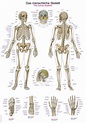 Chart The human skeleton, 70x100cm | PHYWE