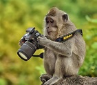 17 Funny Animals Appear to Be Taking Photos with Cameras