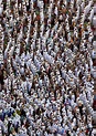 What Is the Hajj pilgrimage, the Fifth Pillar of Islam?