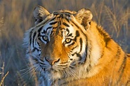 Bengal Tiger, South Africa - Hemisgalerie