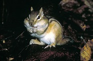 Eastern Chipmunk (Tamias striatus)