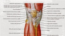 anatomíacaderayrodilla: ANATOMIA DE LA RODILLA II: Músculos y ligamentos.