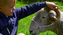 BBC Four - Secret Life of Farm Animals, Series 1, Sheep