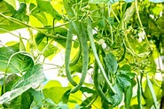 How to Grow Common Beans