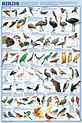 Printable Bird Classification Chart | Bird poster, Bird species, Pet birds