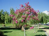 ADELFA: Nerium oleander | Plantas rioMoros