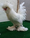Sultan Chicken Breed Info + Where to Buy - Chicken & Chicks Info
