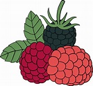 doodle freehand outline sketch drawing of raspberry fruit. 11886856 PNG