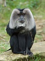 Liontail macaque | primate | Britannica