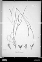 Nova genera et species plantarum (Tab Stock Photo - Alamy