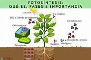 Fotosíntesis: qué es, fases e importancia - Con esquema
