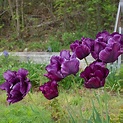 Tulip 'Victoria's Secret' | White flower farm, Tulips, Fall bulbs