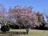 Saucer magnolia blooms herald arrival of spring | Mississippi State ...
