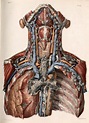 Vintage Medical Human Body Anatomy Illustration – KERSZ