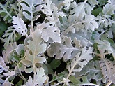 7 Different Types of Dusty Miller - Homeporio