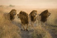 Leões em toda a sua glória: fotos épicas do rei da selva