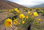 See the World's Driest Desert Covered in Wildflowers | Live Science