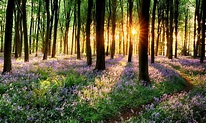 Spring Forest Wallpapers - Top Free Spring Forest Backgrounds ...