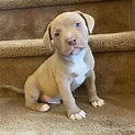baby pitbulls for sale they have had all their first shots ready for ...