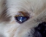 狗狗白內障和藍眼病症狀、病因有什麼區別呢？該如何預防、治療呢 - 每日頭條