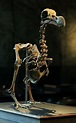 Auction house to sell composite skeleton of a dodo bird | The Seattle Times
