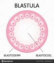 Download - Blastula. hollow sphere of cells, surrounding a cavity ...