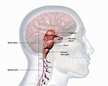 De anatomie van de Medulla Oblongata - Med NL