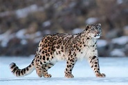 A veces ves el leopardo de las nieves - Jot Down Cultural Magazine
