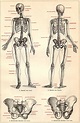 Skeleton anatomy, Human skeleton anatomy, Human anatomy drawing