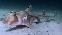 Up close and personal Port Jackson Shark - YouTube