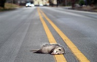 Popular driving app uses the crowd to stop roadkill overkill - Green ...