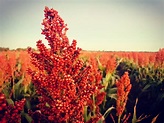 Sorghum harvest commences but production threatened - Grain Central