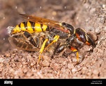 Killer bees hi-res stock photography and images - Alamy
