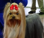 Best in Show: Thousands of dogs compete for Westminster Dog Show title ...
