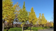 猿江公園の秋 銀杏が黄色い世界に - YouTube