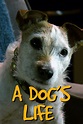 A Dog's Life - Rotten Tomatoes