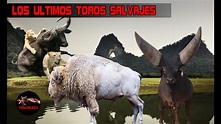 Este es el Toro mas Salvaje del mundo – ESPECIES DE TOROS SALVAJES ...