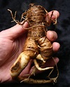Rare Hardy Alraun Mandrake Root Atropa Mandragora officinarum - 5 Seeds