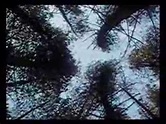 Brian Eno - In Dark Trees - YouTube