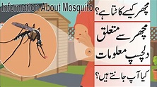 Interesting Information About Mosquito | Interesting Facts About ...
