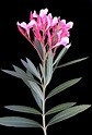 Nerium oleander – Curso de Dendrologia