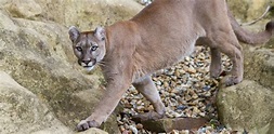 Oakland Zoo | Mountain Lions